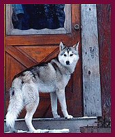 wolfatdoor2.jpg